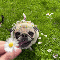 I Love You Smile GIF