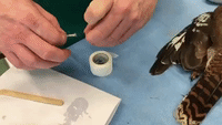 Currumbin Wildlife Hospital Performs Wing Implanting for Injured Birds