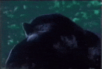 shapeshifter GIF by Nick