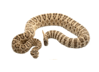 snake STICKER