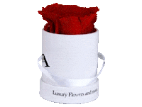 Pink Rose Sticker by TLA Flowers