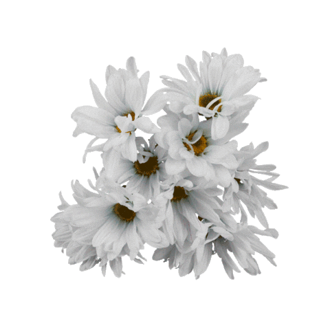 Flower Wtf Sticker by LAZY MOM