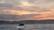Physics Discovery GIF by Shark Week