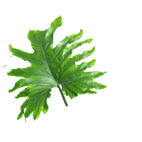 Plant Leaves Sticker