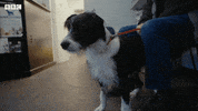 Bbc Two Pets GIF by BBC
