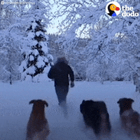 best friends dog GIF by The Dodo