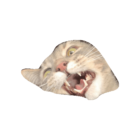 Meow Angry Cat Sticker by Alex Anderson
