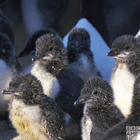 Hungry Baby Animals GIF by BBC America