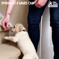 golden labrador dog GIF by The Dodo