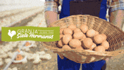 Granja7Hermanos cooking eggs huevo huevos GIF