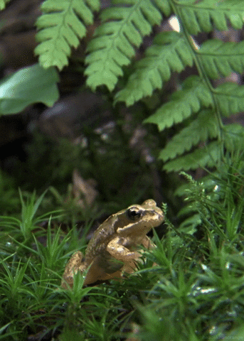 sitting common frog GIF by Head Like an Orange