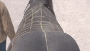 horse GIF