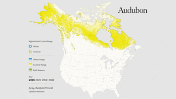 gray-cheeked thrush GIF by audubon