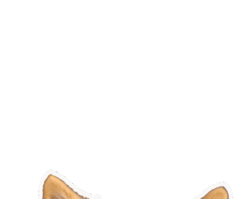 I See You Dog Love Sticker by puppytales