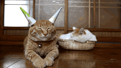cat party GIF