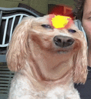 Cat Dog GIF