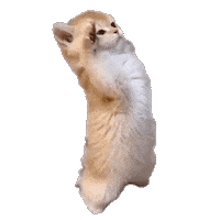 Salute Funny Cat Sticker