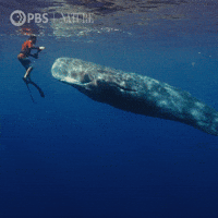 Sperm Whale Swimming GIF by Nature on PBS