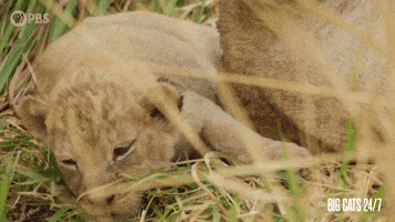 Tired Season 2 GIF by PBS