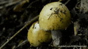 GIF by KQEDScience