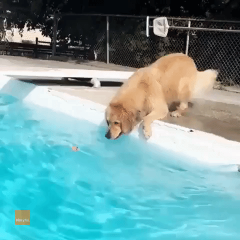 Persistent Dog Stretches in Attempt to Get Toy from Pool