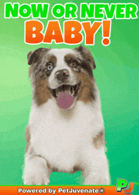 Valentines Day Love GIF by PetJuvenate - PJ