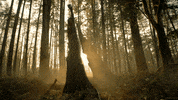 cinemagraph GIF by Living Stills