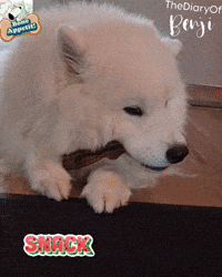 Dog Snacking GIF