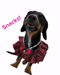 Barbieweenie snacks dachshund snacc barbieweenie GIF