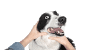 lalogilling dog dogs perro border Sticker
