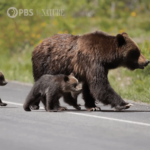 Baby Animal Family GIF by Nature on PBS