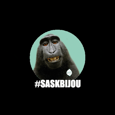 SASK_Roeselare giphygifmaker giphyattribution sask bijou saskbijoux GIF