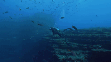 This Is A Cold, Deep Water Reef