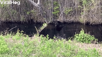 Big Black Bear Bathes in Swamp Before Bailing