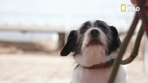 doggie winter wonderland pupparazzi GIF by Nat Geo Wild