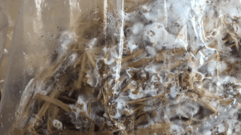 zoamandinefery giphyupload GIF