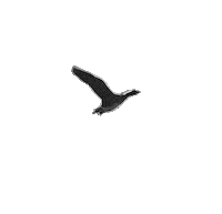 bird flying Sticker by V2 Records