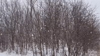 Dumping Lake-Effect Snow Falls in Pulaski, New York
