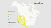 bullock's oriole GIF by audubon