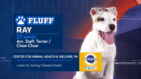 Animal Planet GIF by Puppy Bowl