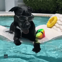 Pool Girl: Labrador Rosie Has Fun in the Sun