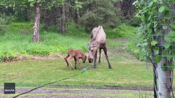 Moose and Calf Cool Down Next to Sprinkler