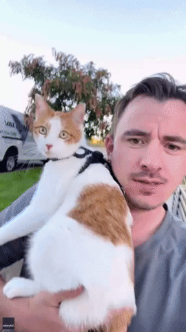 Cat Runs Toward Feline 'Best Friend' in Adorable Reunion