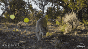 America Lion GIF by Nat Geo Wild