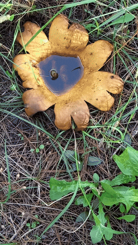 Simongip giphyupload GIF