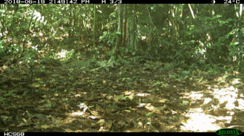 wcsperu giphygifmaker pig wild forest GIF