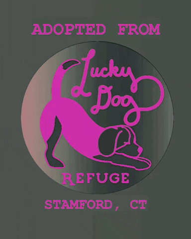 GIF by Lucky Dog Refuge