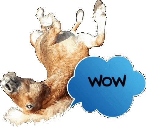 Horse Wow Sticker by Glamour by Reitsport SIBO