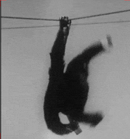monkey GIF