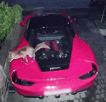 Ferrari Owner Baffled as Fox Uses Car as Toilet